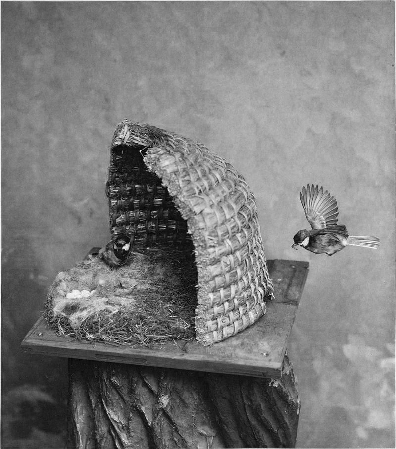 Birds in Platinotype